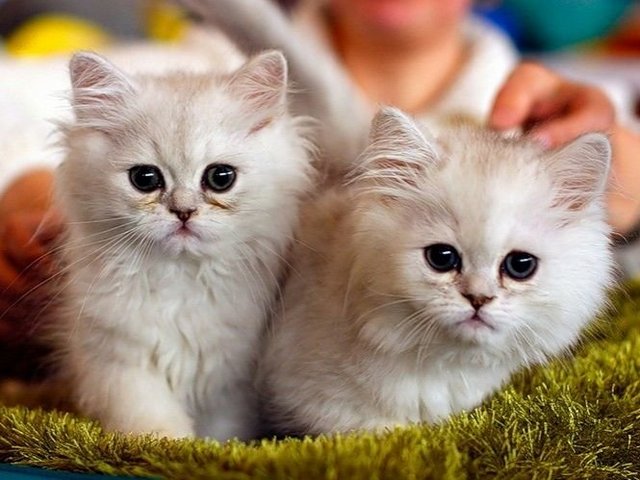 Породы кошек в Новороссийске | ЗооТом портал о животных