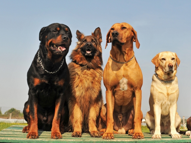 Крупные породы собак в Новороссийске | ЗооТом портал о животных